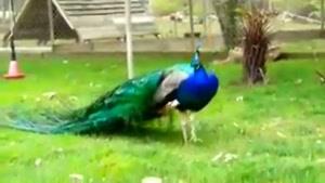 رقص طاووس