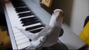 خوانندگی عروس هلندی با پیانو