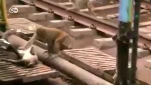 نجات دادن میمون توسط میمون ها