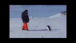 از پنگوئن ها نترسید