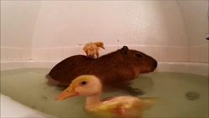 کلیپ جالب از حمام کردن جوجه اردکها و سنجاب