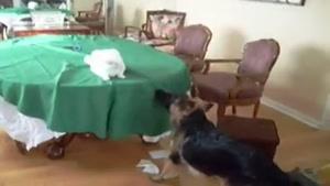 بازی گربه و سگ