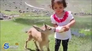 شیر دادن یک کودک به بچه آهو