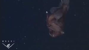 تصاویری از یک ماهی عجیب و ترسناک