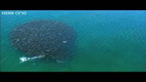 پرواز جالب سفره ماهی ها برفراز دریای كورتز