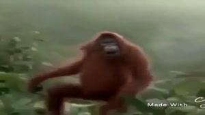 رقص زیبای میمون