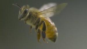 دنیای زیبای زنبورعسل