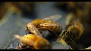 زنبور عسل - با کیفیت 4k