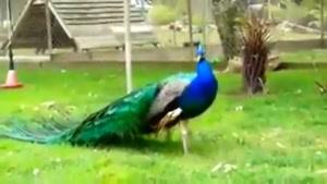 باز شدن بال زیبای طاووس
