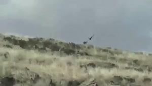 حمله ی مرگبار عقاب
