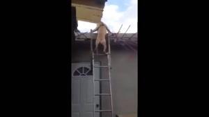 پایین آمدن جالب سگ از نردبان