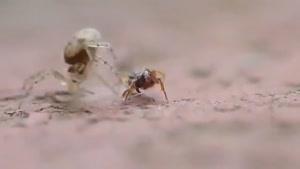 پیروزی مورچه دربرابرعنکبوت