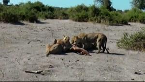 زنده خواری گوزن توسط شیرها