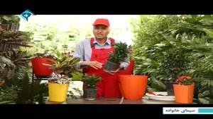 آموزش کاشت و نگهداری گیاه دراسینا کامپکتا