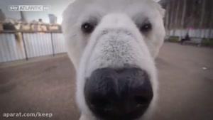 تبلیغ سریال با خرس قطبی