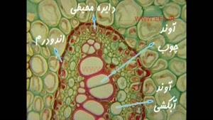 کشیده شدن آب از بالا در گیاهان