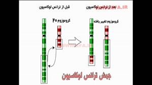 ساختار جهش کروموزوم ها در بدن