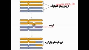 مراحل تقسیم سلولی-ساختار غشای سلولی
