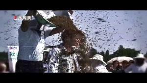 637 هزار زنبور به بدن مرد چینی چسبید!