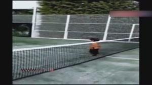 آموزش تنیس پیکه به پسرش