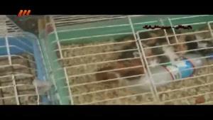 مستند شوک - قاچاق حیوانات