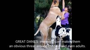 10 سگ خطرناک ترین در جهان