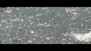 مرگ دسته جمعی هزاران ماهی در زاینده رود