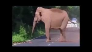 حمایت فیل مادر از خانواده 