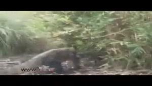 شکار دیدنی یک سنجاب توسط اژدهای کومودو