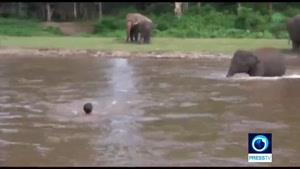 تلاش بچه فیل تایلندی برای نجات ناجی‌اش