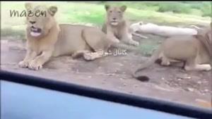 از شیر توقع نداشتم با این حالش