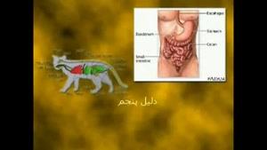 مروری بر دلایل گیاهخوار بودن انسان