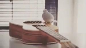  خونمون... کبوترم گیتار میزنه...