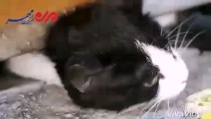نجات گربه بازیگوش توسط آتش نشانان مشهدی/فیلم
