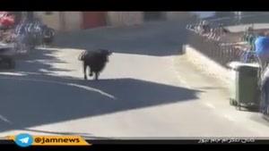حمله گاو وحشی به جمعیت حاضر در مسابقه گاو بازی اسپانیا