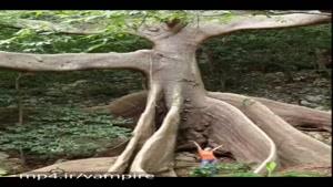 عجیبترین درخت های دنیا را در این ویدیو مشاهده کنید