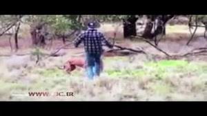 ضربه مشت مرد استرالیایی بر صورت کانگورو 