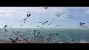 پرواز مرغ‌های دریایی در ساحل بوشهر