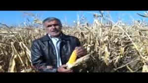 فصل برداشت دانه‌های زرین ذرت در خوزستان