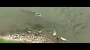 شکار کبوتر توسط ماهی!