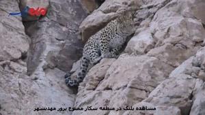 فیلم/ مشاهده ۲ قلاده پلنگ در منطقه حفاظت شده پرور مهدیشهر