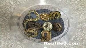 فروشگاه و نمایشگاه حیوانات خاص خانگی Reptile۸