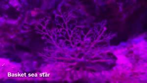 ستاره دریایی سبدی