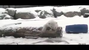 وقتی توله خرس قطبی ،اولین برف زندگی اش را می بیند