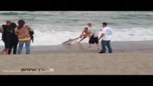 اقدام احمقانه مرد آمریکایی در سلفی گرفتن با کوسه دو متری