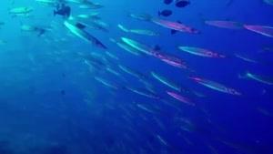 مستند دیدنی از جهان زیر آب قسمت 6