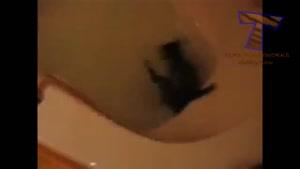 گربه ها علیه حمام !!!!