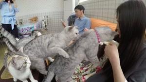 بچه گربه ها و یک کافه گربه در شانگهای