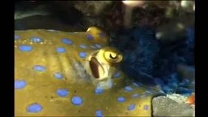 مستندی زیبا از دنیای زیر آب قسمت 3