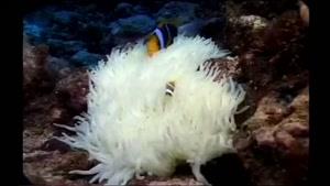 مستندی زیبا از دنیای زیر آب قسمت 4